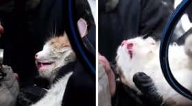 chat sauvetage
