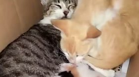 chat papa