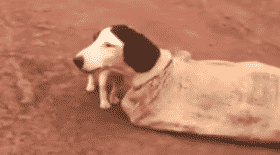 chien, chienne