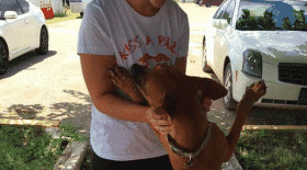 chien