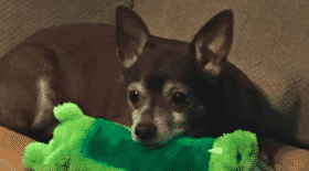 chien jouet