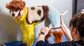toilettage de son chien en woody de toy story