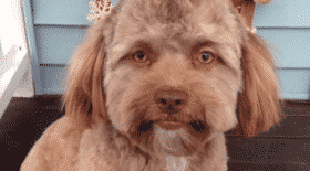 chien