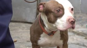 Un chien maltraité