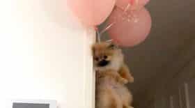 chien attaché à des ballons s'envole