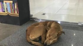 Ce que fait ce chien pour expliquer qu'il est abandonner va vous impressionner