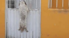 complicite chiens