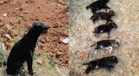 des chiot assassinés en Inde
