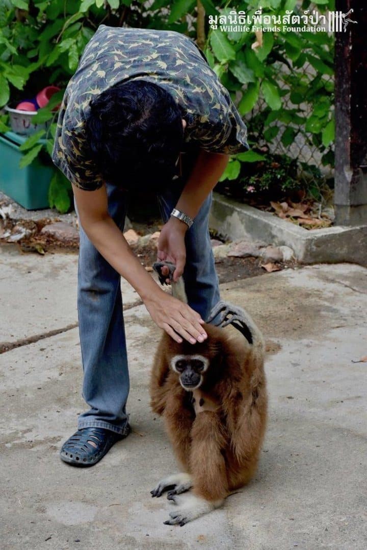 gibbon jub jib thailande