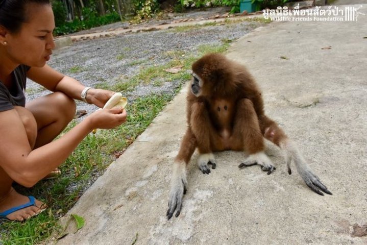 femelle gibbon