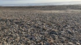 étoiles de mer sont échouées sur une plage
