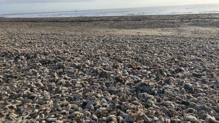 étoiles de mer sont échouées sur une plage