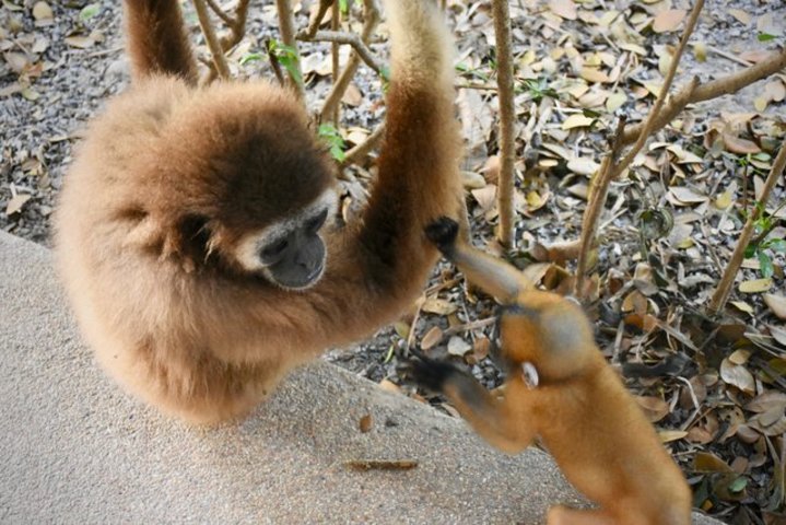 gibbon jub jib