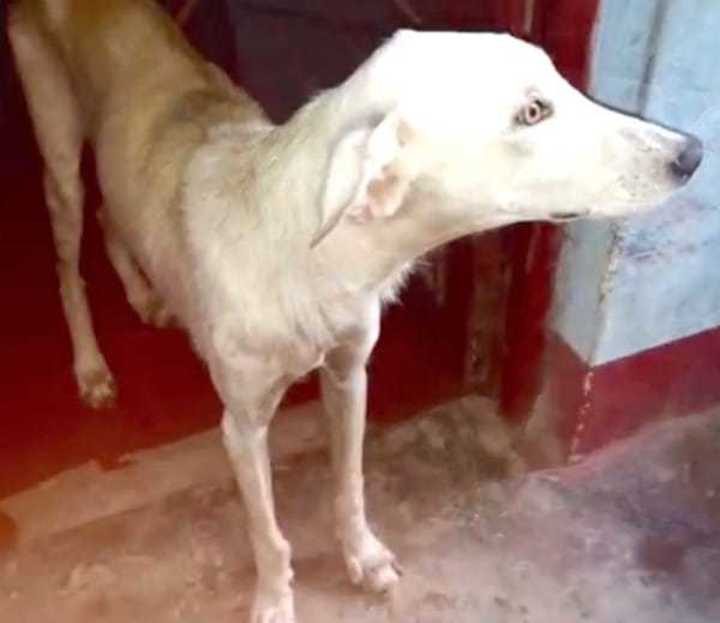 sauvetage chien perou sauvetage chien perou