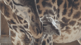 zoo de Brevard, girafe