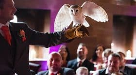 un hibou apporte les alliance lors d'un mariage