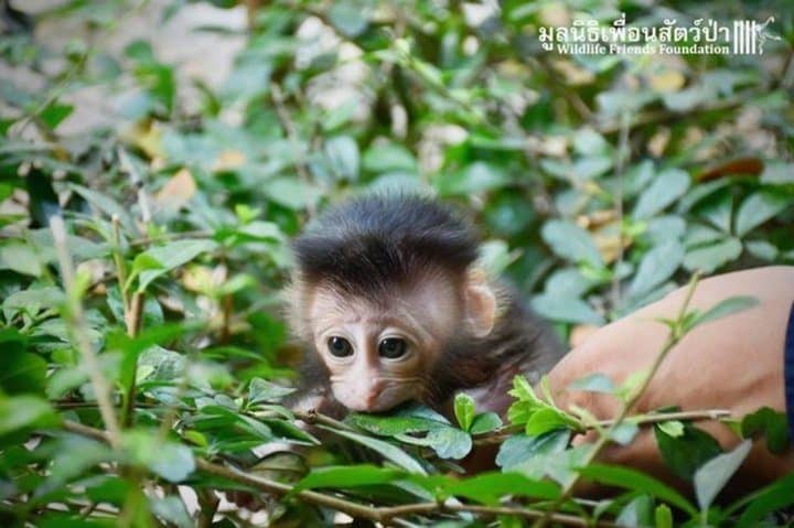 bébé macaque