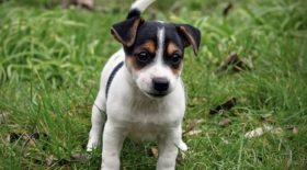 Jack Russel