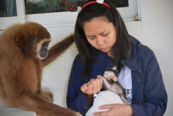 gibbon et bébé macaque