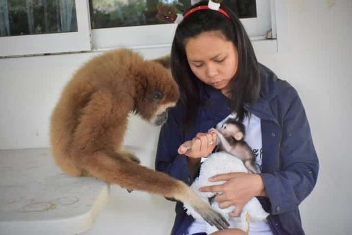 jub jib le gibbon et pearl le macaque crabier