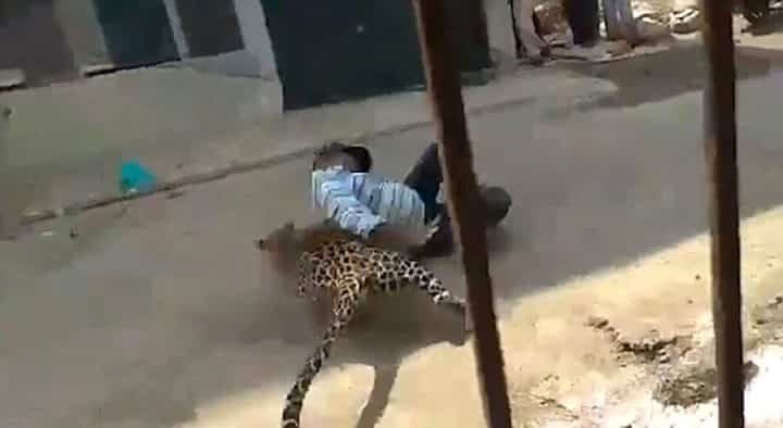 léopard attrape un homme
