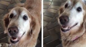 chienne
