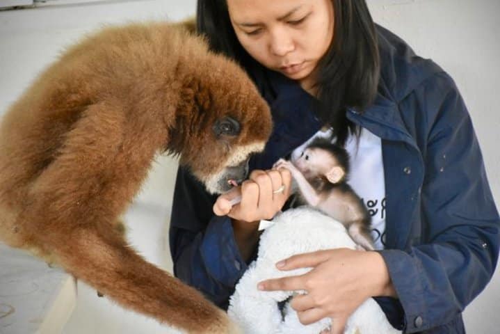 refuge animalier thailande singes