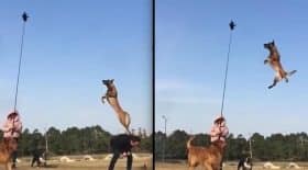 malinois