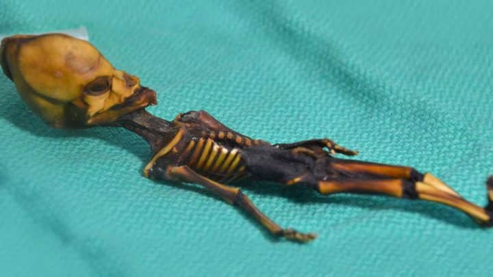 Un test ADN révèle que la momie Ata n'est pas un extraterrestre