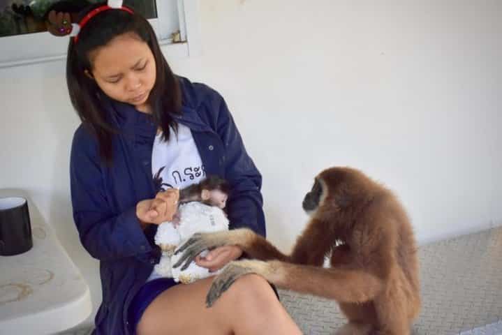 soigner un bébé macaque