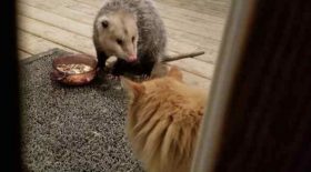 un chat face à un opossum