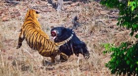 tigre versus ours