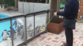 pingouins fascinés par un yoyo