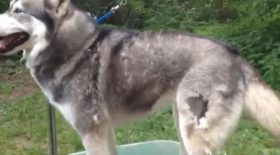 poils de husky