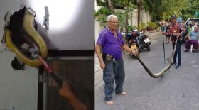 un python dans les murs de sa maison