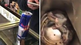 red bull