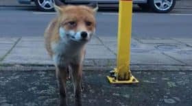 un renard vole un portefeuille