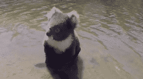 koala