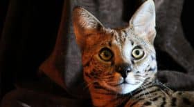 felin sauvage