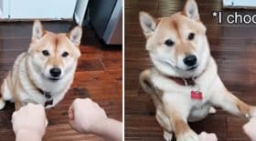 chien