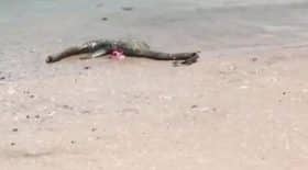 monstre du loch ness