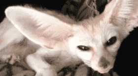 fennec