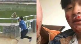 homme agresse un singe