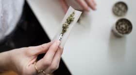 cannabis