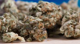 cannabis