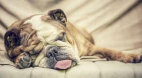 quel est le temps de sommeil nécéssaire pour nos chiens ?