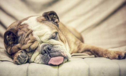 quel est le temps de sommeil nécéssaire pour nos chiens ?