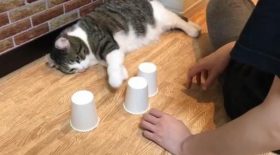 chat joueur