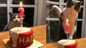 chat éteint une bougie d'anniversaire