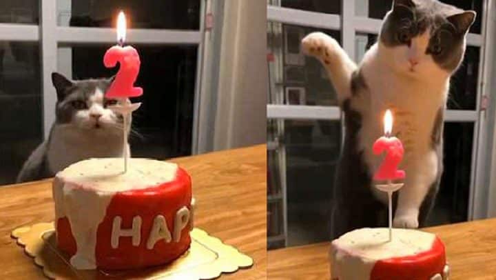 chat éteint une bougie d'anniversaire